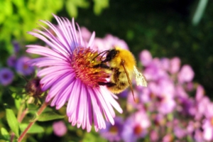 Honey Bee879286629 300x200 - Honey Bee - Marigold, Honey